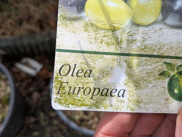 3x olijfboom in pot olea europea - afbeelding 10 van  11