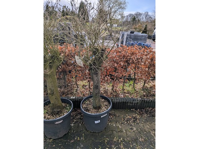 3x olijfboom in pot olea europea - afbeelding 11 van  11