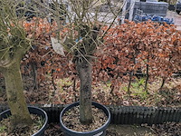 3x olijfboom in pot olea europea - afbeelding 11 van  11