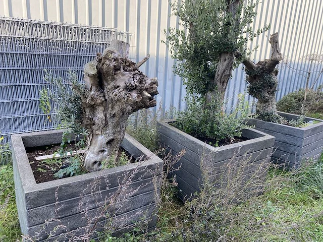 3x olijfplant in bak - afbeelding 1 van  6