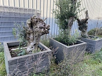3x olijfplant in bak