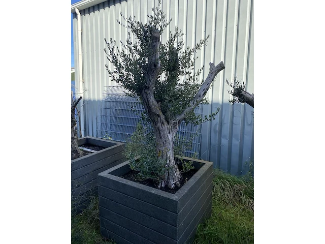 3x olijfplant in bak - afbeelding 2 van  6