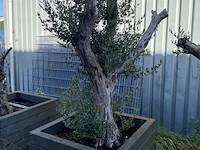 3x olijfplant in bak - afbeelding 2 van  6
