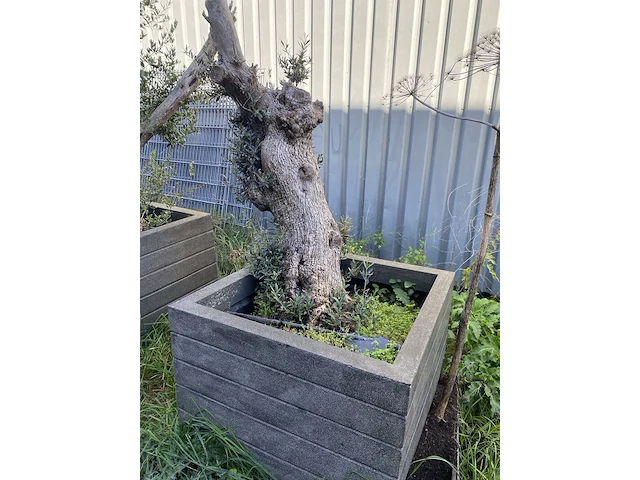 3x olijfplant in bak - afbeelding 3 van  6