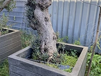 3x olijfplant in bak - afbeelding 3 van  6