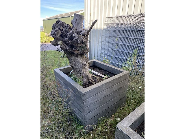 3x olijfplant in bak - afbeelding 4 van  6