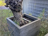 3x olijfplant in bak - afbeelding 4 van  6