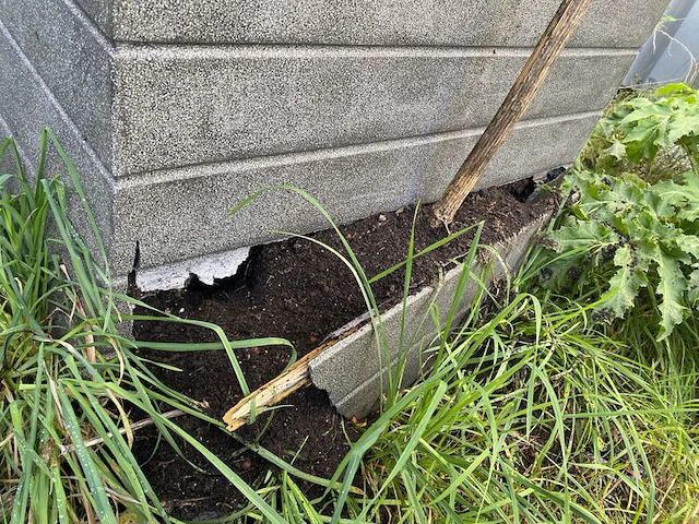 3x olijfplant in bak - afbeelding 5 van  6