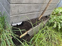 3x olijfplant in bak - afbeelding 5 van  6