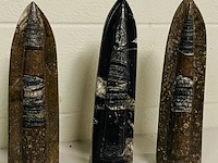 3x orthoceras op standaard - afbeelding 1 van  4