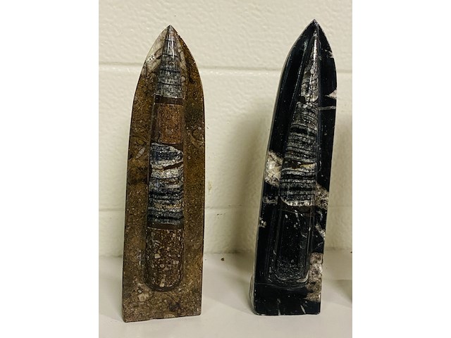 3x orthoceras op standaard - afbeelding 2 van  4