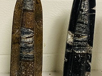 3x orthoceras op standaard - afbeelding 2 van  4