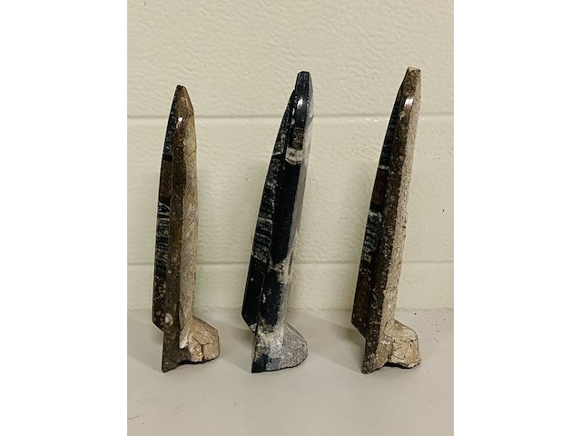 3x orthoceras op standaard - afbeelding 4 van  4