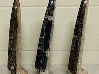 3x orthoceras op standaard - afbeelding 4 van  4