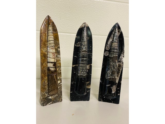 3x orthoceras op standaard - afbeelding 1 van  5