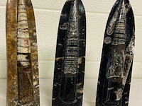 3x orthoceras op standaard - afbeelding 1 van  5