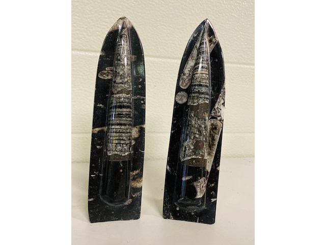 3x orthoceras op standaard - afbeelding 2 van  5