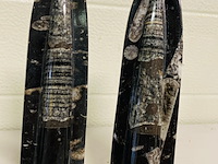 3x orthoceras op standaard - afbeelding 2 van  5