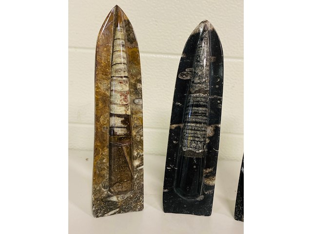 3x orthoceras op standaard - afbeelding 3 van  5