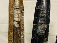 3x orthoceras op standaard - afbeelding 3 van  5