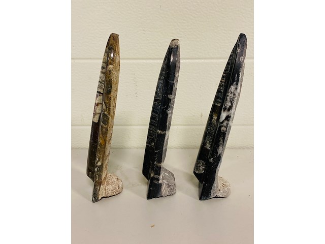 3x orthoceras op standaard - afbeelding 4 van  5