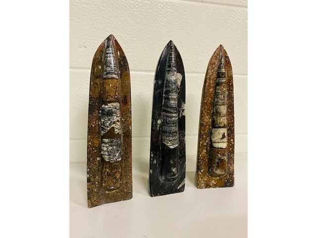 3x orthoceras op standaard - afbeelding 1 van  4