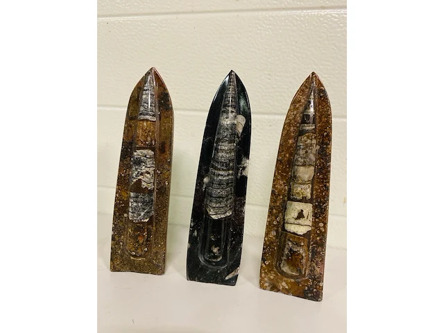 3x orthoceras op standaard - afbeelding 2 van  4