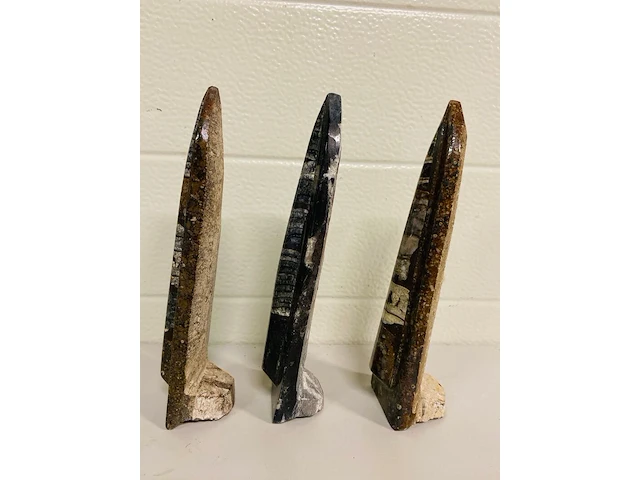 3x orthoceras op standaard - afbeelding 3 van  4