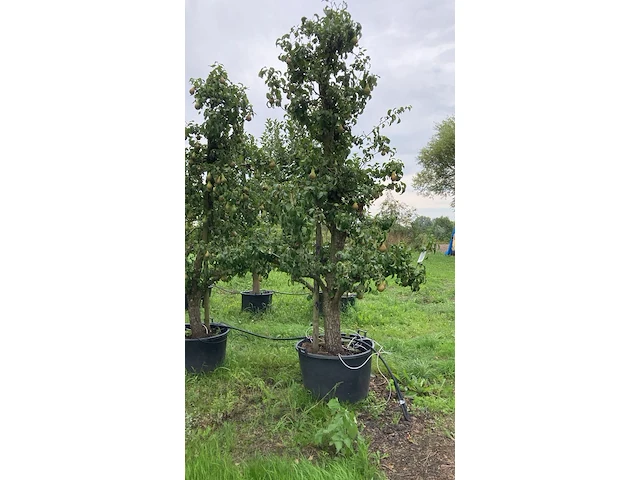 3x perenboom, pyrus 'conference', karakterboom, vruchtdragend, ca. 3-3.5 m hoog - afbeelding 1 van  4