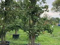3x perenboom, pyrus 'conference', karakterboom, vruchtdragend, ca. 3-3.5 m hoog