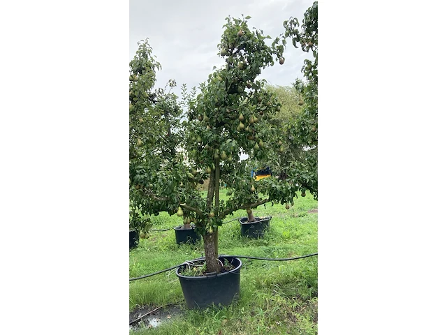 3x perenboom, pyrus 'conference', karakterboom, vruchtdragend, ca. 3-3.5 m hoog - afbeelding 2 van  4