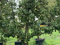 3x perenboom, pyrus 'conference', karakterboom, vruchtdragend, ca. 3-3.5 m hoog - afbeelding 2 van  4