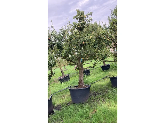 3x perenboom, pyrus 'conference', karakterboom, vruchtdragend, ca. 3-3.5 m hoog - afbeelding 3 van  4