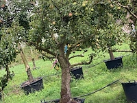 3x perenboom, pyrus 'conference', karakterboom, vruchtdragend, ca. 3-3.5 m hoog - afbeelding 3 van  4