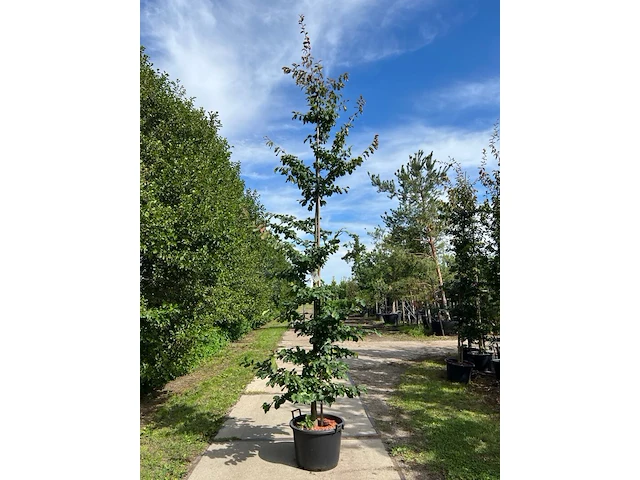 3x perzisch ijzerhout, parrotia persica, zuilvorm, rode herfstkleur, ca. 3.5-4 m hoog - afbeelding 1 van  3