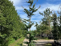 3x perzisch ijzerhout, parrotia persica, zuilvorm, rode herfstkleur, ca. 3.5-4 m hoog