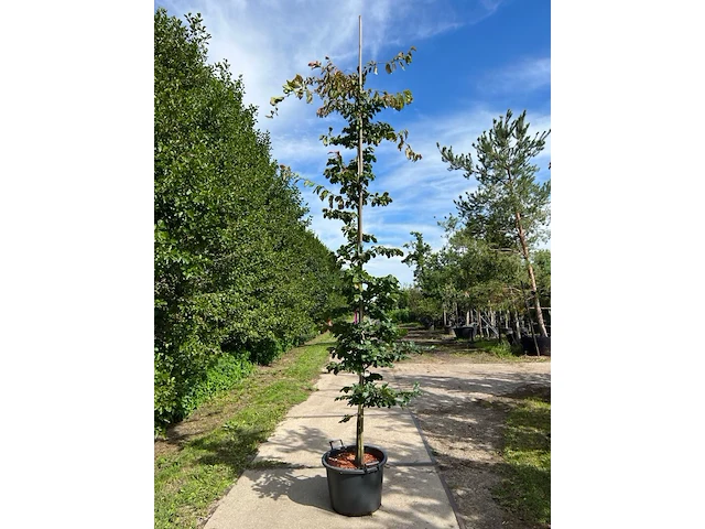 3x perzisch ijzerhout, parrotia persica, zuilvorm, rode herfstkleur, ca. 3.5-4 m hoog - afbeelding 2 van  3