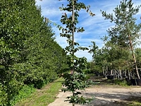 3x perzisch ijzerhout, parrotia persica, zuilvorm, rode herfstkleur, ca. 3.5-4 m hoog - afbeelding 2 van  3