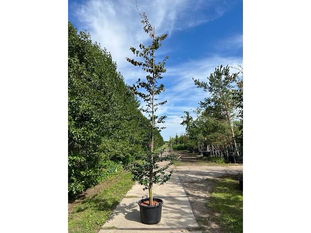 3x perzisch ijzerhout, parrotia persica, zuilvorm, rode herfstkleur, ca. 3.5-4 m hoog - afbeelding 3 van  3