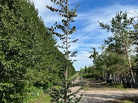 3x perzisch ijzerhout, parrotia persica, zuilvorm, rode herfstkleur, ca. 3.5-4 m hoog - afbeelding 3 van  3