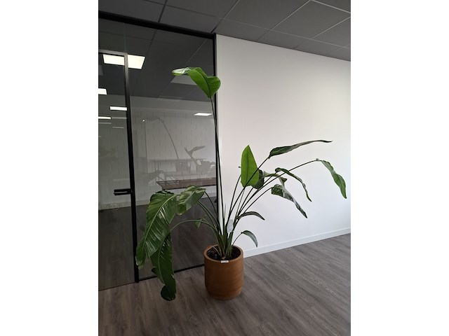 3x plant in pot - afbeelding 1 van  9