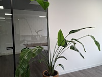 3x plant in pot - afbeelding 1 van  9