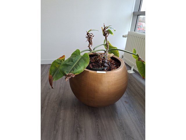 3x plant in pot - afbeelding 2 van  9