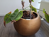 3x plant in pot - afbeelding 2 van  9