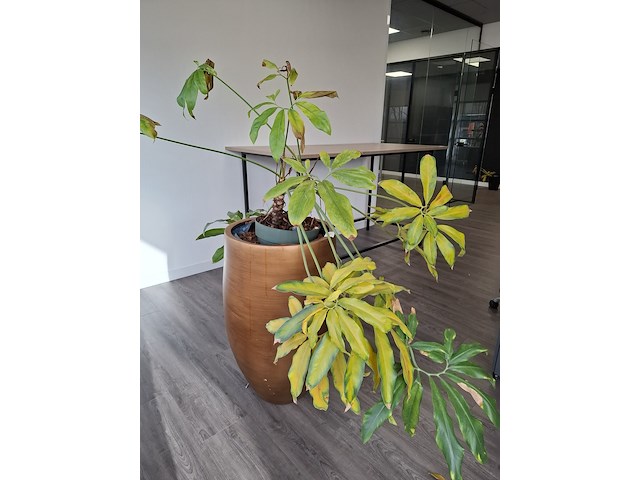 3x plant in pot - afbeelding 3 van  9