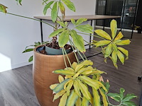 3x plant in pot - afbeelding 3 van  9