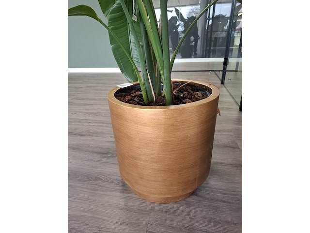 3x plant in pot - afbeelding 4 van  9