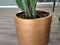 3x plant in pot - afbeelding 4 van  9