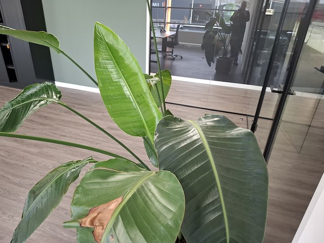 3x plant in pot - afbeelding 5 van  9