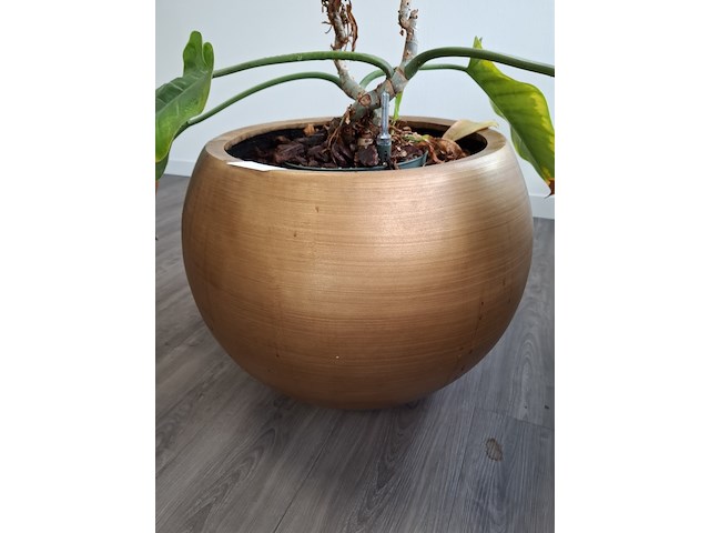 3x plant in pot - afbeelding 6 van  9